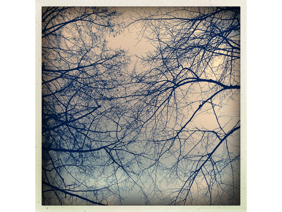 Overhead Twigs